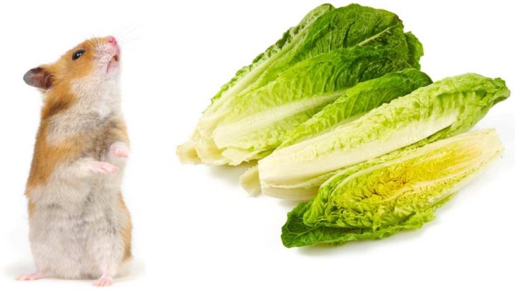 Can Hamsters Eat Romaine Lettuce?