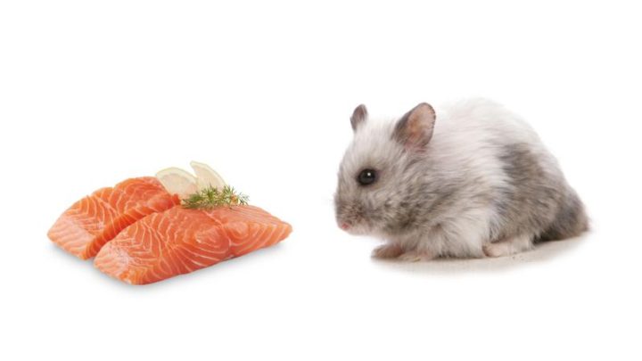 Can Hamsters Eat Salmon?