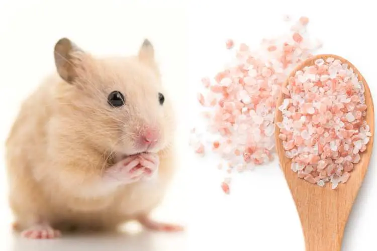 Can Hamsters Eat Salt?