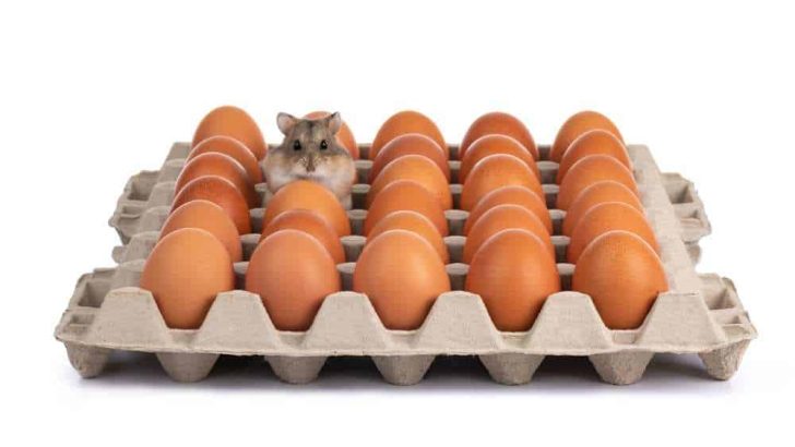 Can Hamsters Eat Scrambled Eggs?