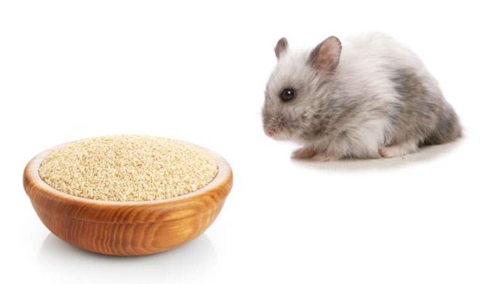 Can Hamsters Eat Sesame Seeds?