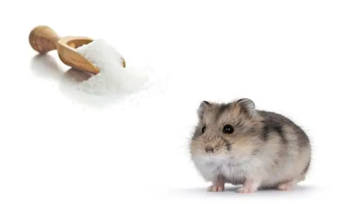 Can Hamsters Eat Sugar?