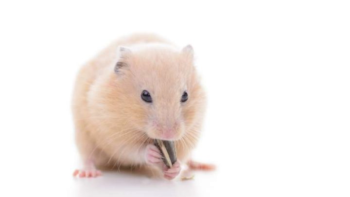 Can Hamsters Eat Sunflower Seeds?