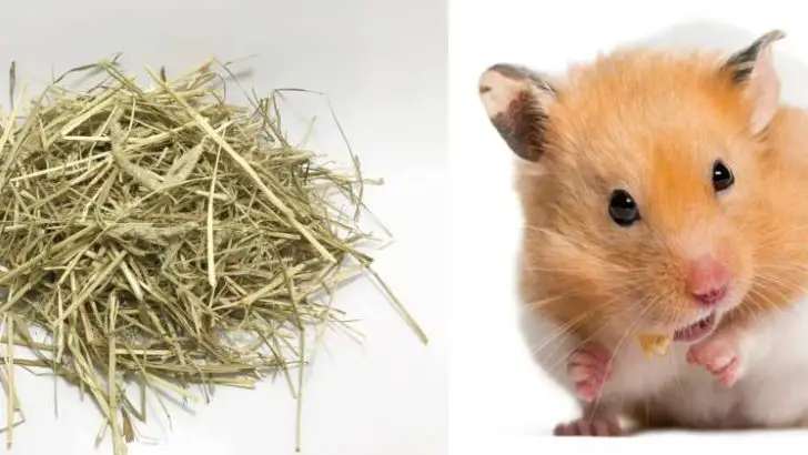 Can Hamsters Eat Timothy Hay?