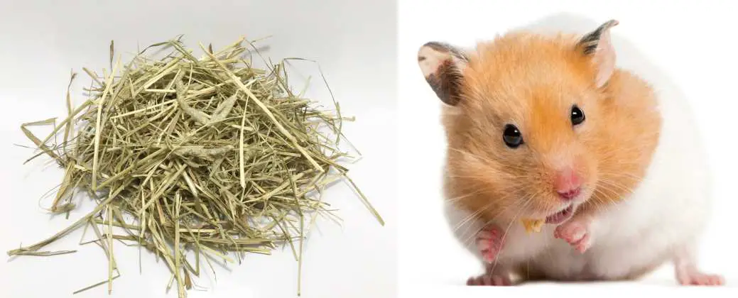 Can Hamsters Eat Timothy Hay?