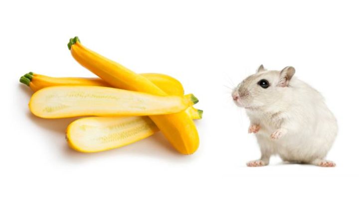 Can Hamsters Eat Yellow Squash?