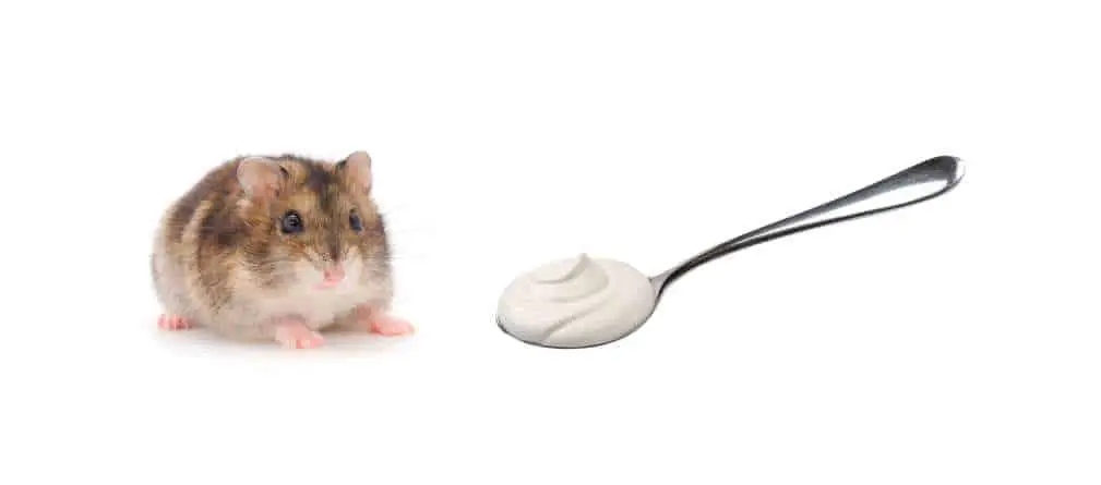Can Hamsters Eat Yogurt?