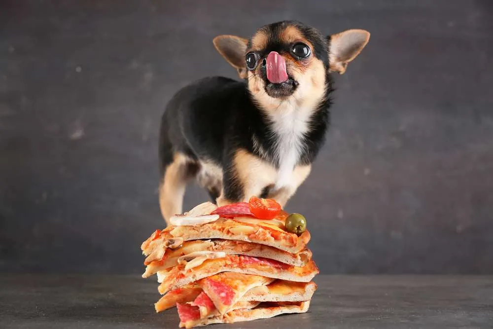 Can My Dog Eat Pizza Crust