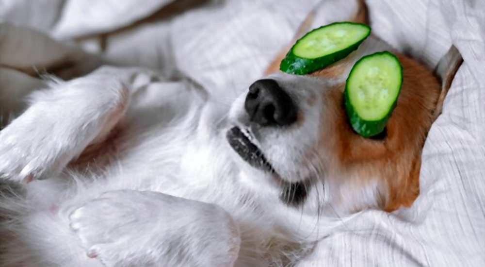 Can Dogs Eat Cantaloupe? Is Cantaloupe Bad For Dogs? Pet Diet Guide