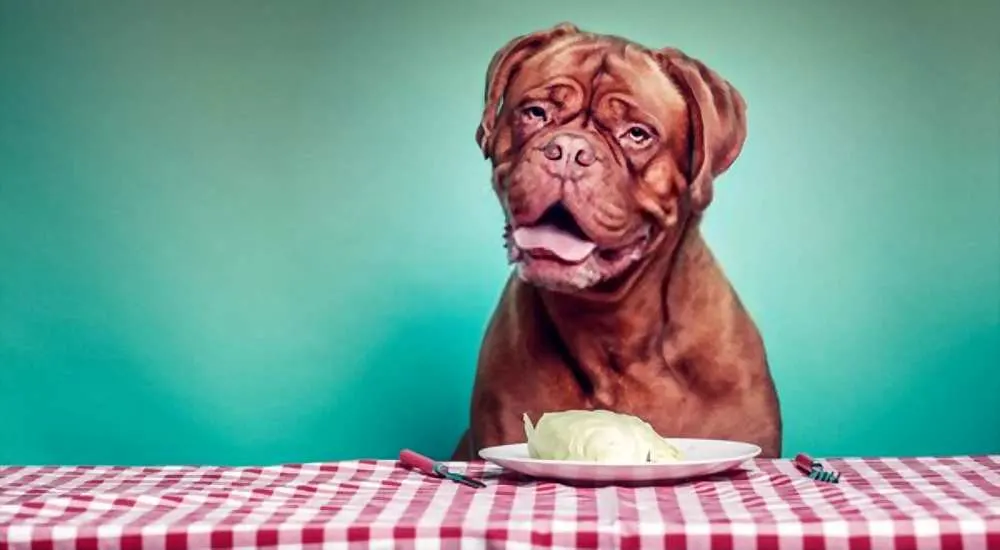 Can My Dogs Eat Lettuce
