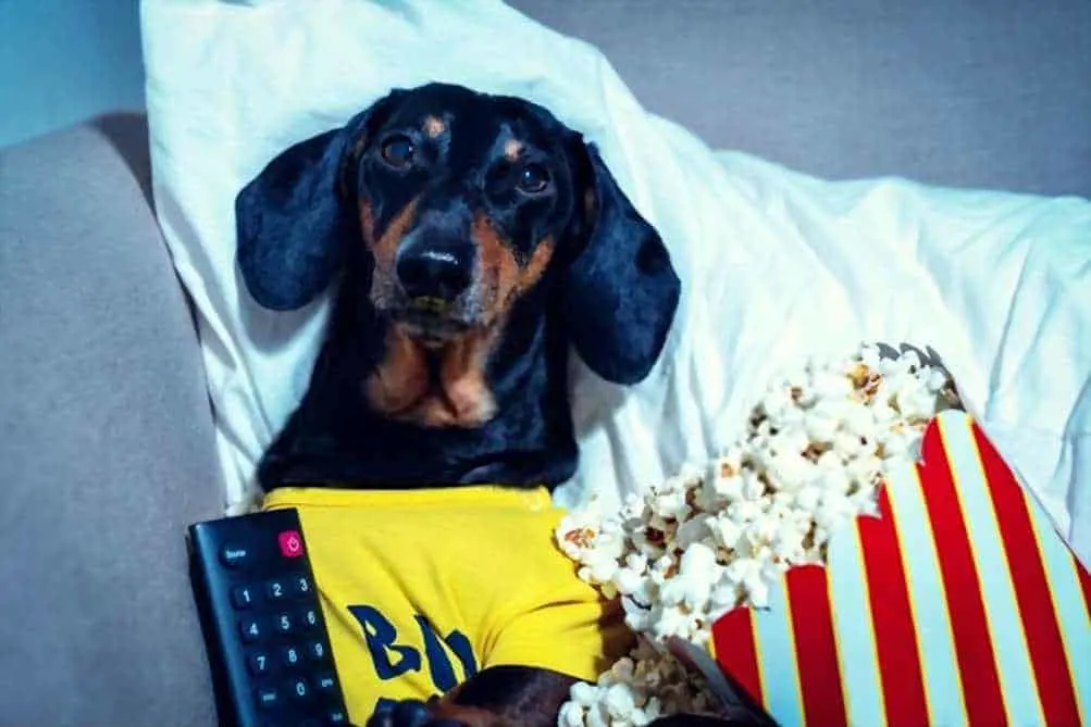 Can My Dogs Eat Popcorn