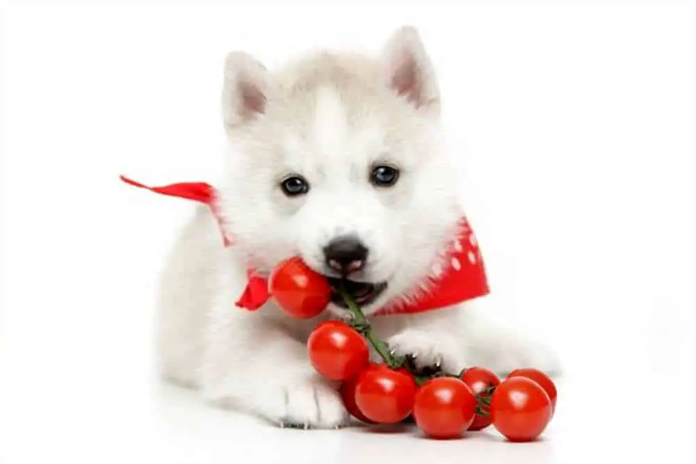 Can My Dogs Eat Tomatoes