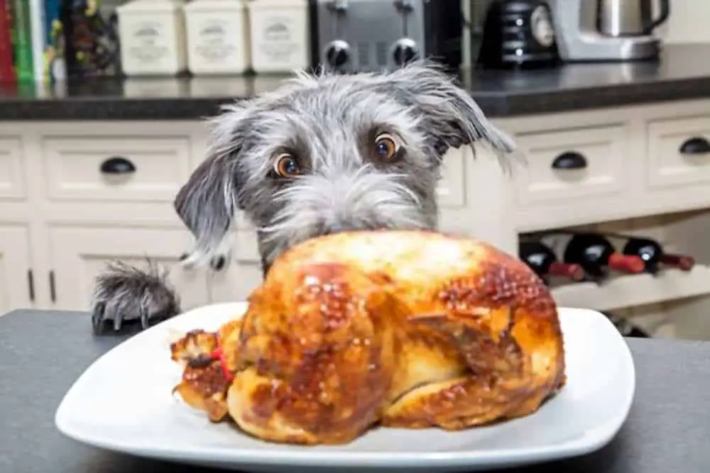 Can My Dogs Eat Turkey