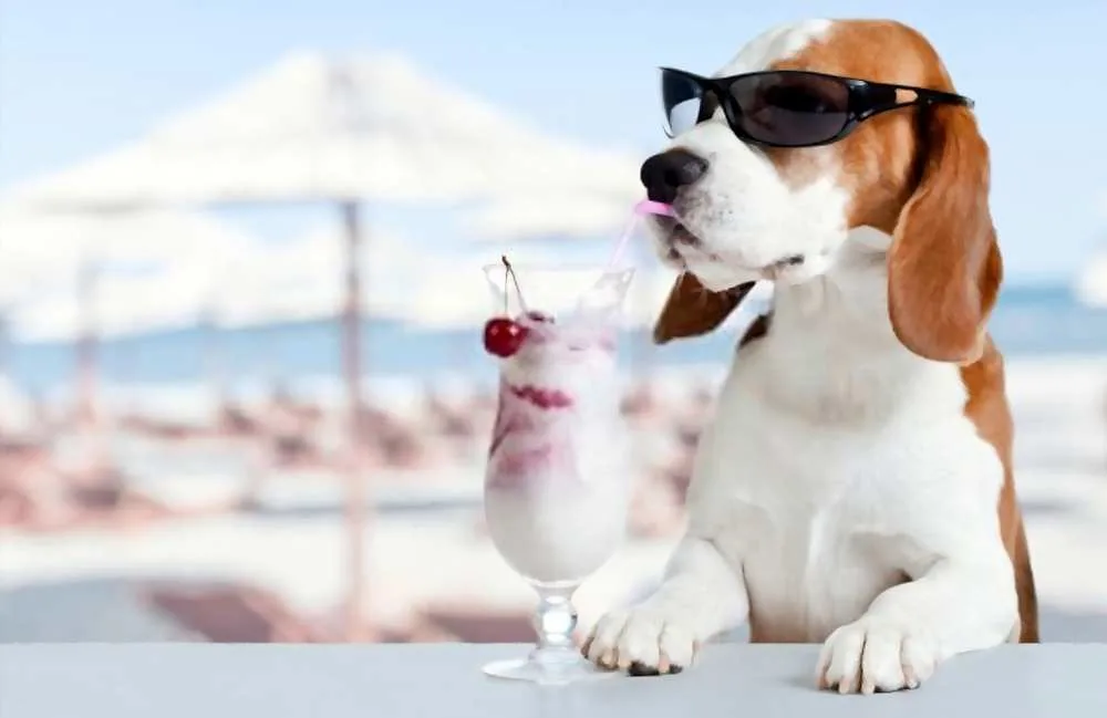 Can My Dogs Eat Yogurt