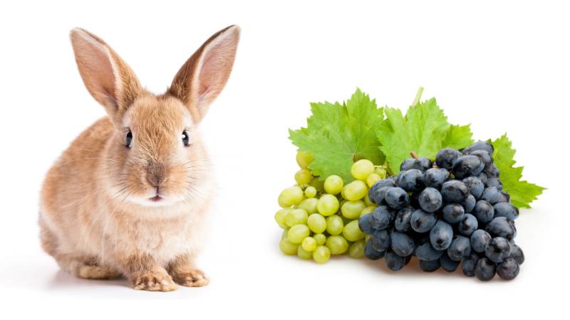 Can Rabbits Eat Grapes? | Pet Diet Guide