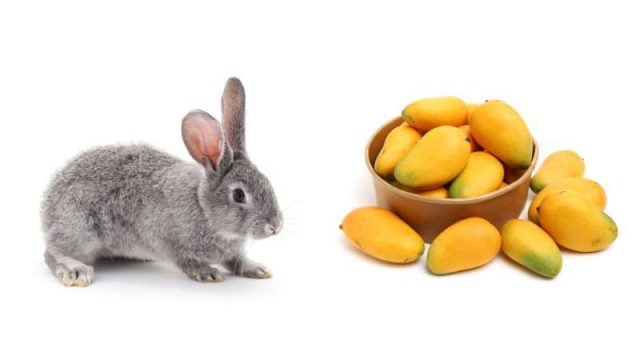 Can Rabbits Eat Mango? | Pet Diet Guide