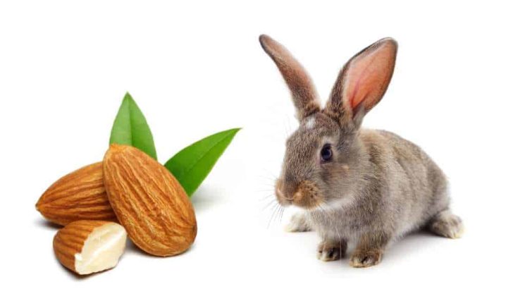 Can Rabbits Eat Almonds?