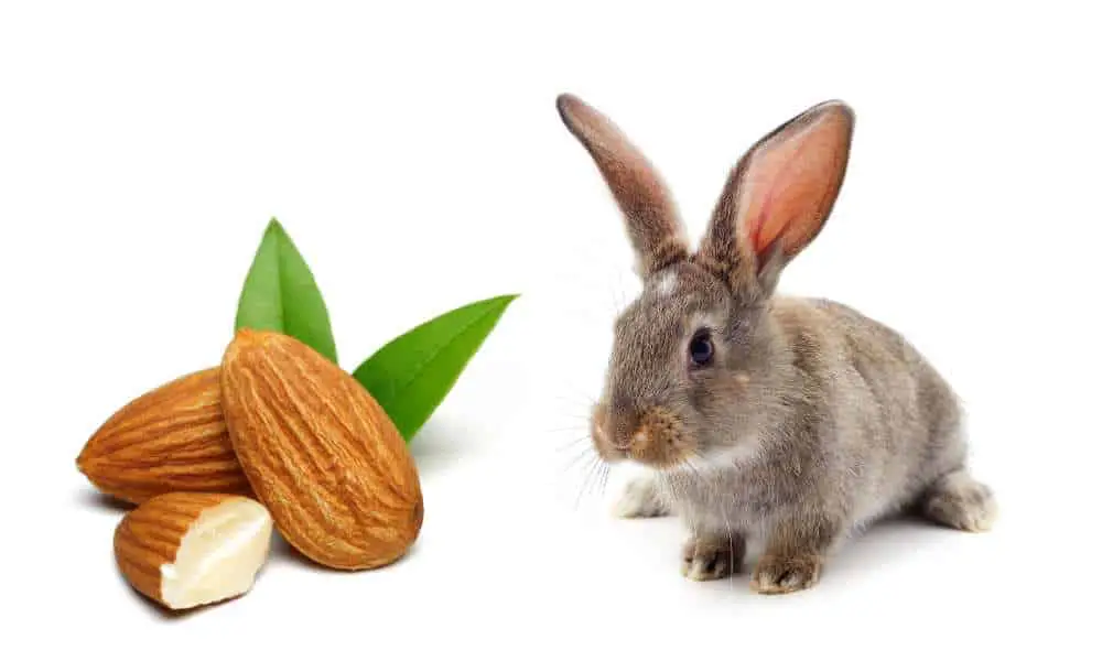 ¿Pueden los conejos comer almendras?