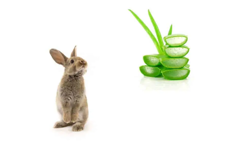 Can Rabbits Eat Aloe Vera?