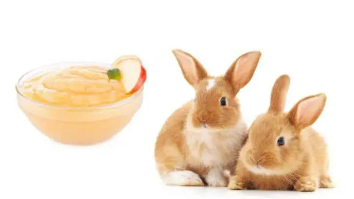 Can Rabbits Eat Applesauce?