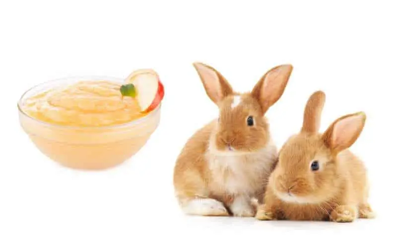 ¿Pueden los conejos comer puré de manzana?