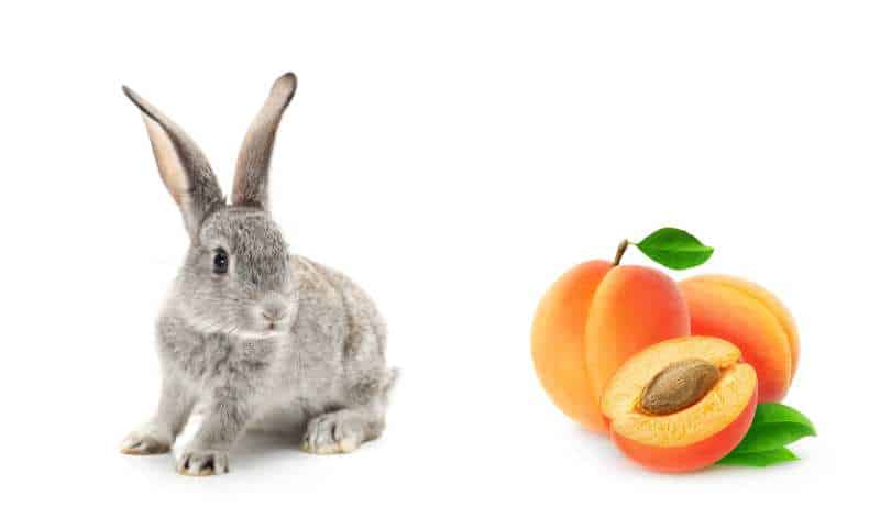 Can Rabbits Eat Apricots?