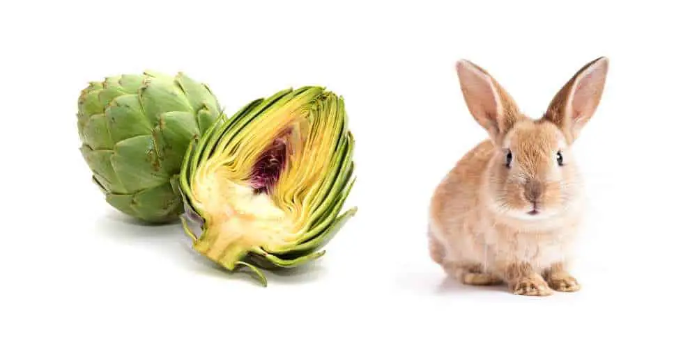 Can Rabbits Eat Artichokes?