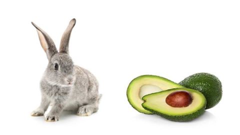 Amazing Can Bunnies Eat Avocado Pictures