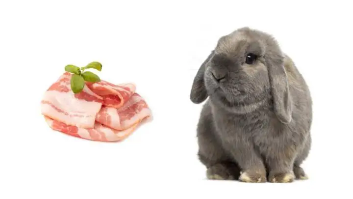 Can Rabbits Eat Bacon?