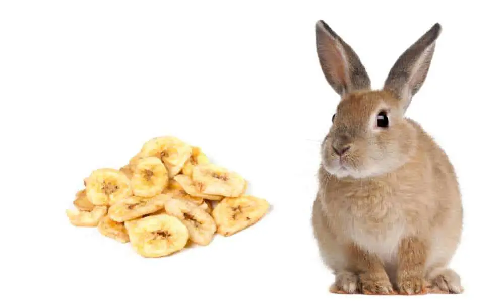 Can Rabbits Eat Banana Chips?