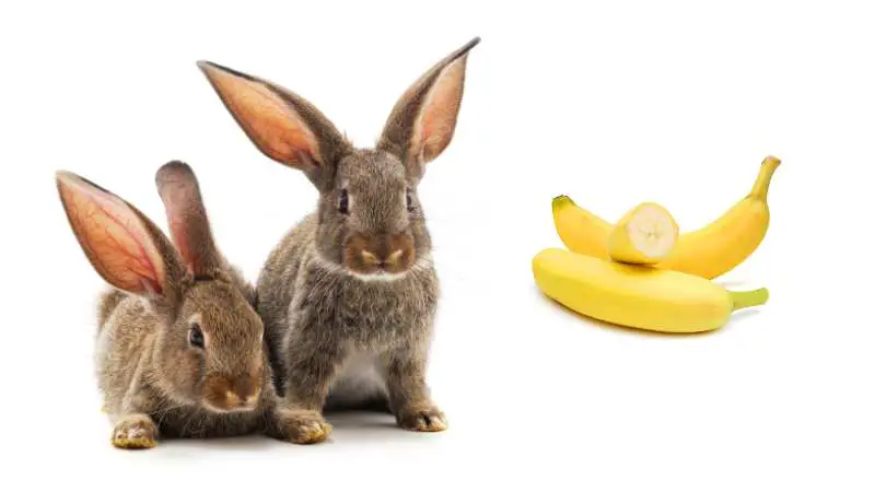 Can Rabbits Eat Bananas Pet Diet Guide