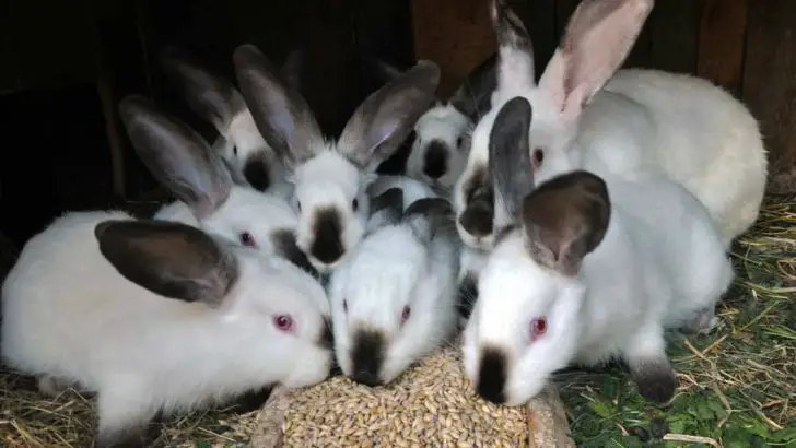 Can Rabbits Eat Barley?