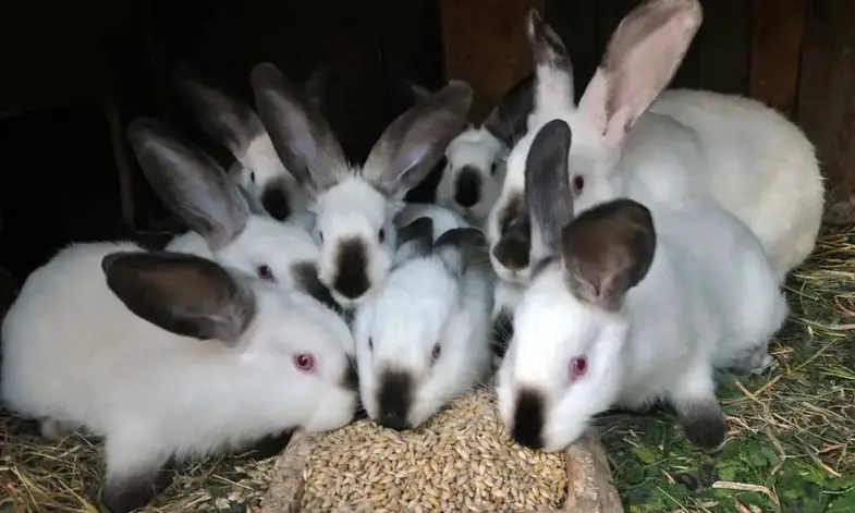 ¿Pueden los conejos comer cebada?
