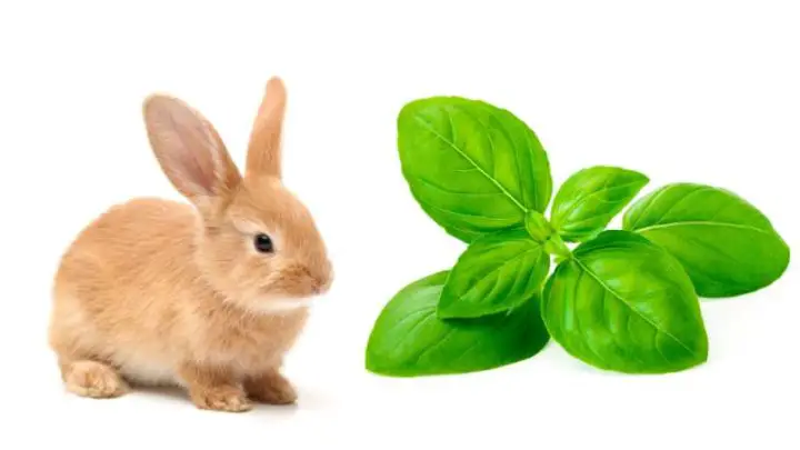Can Rabbits Eat Basil?