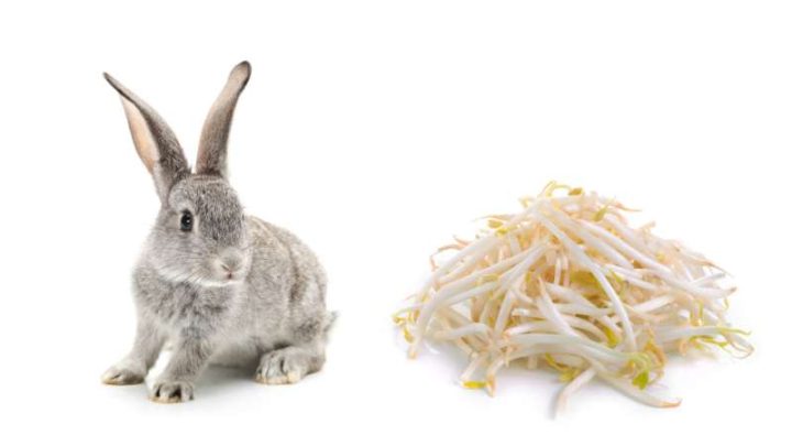 Can Rabbits Eat Bean Sprouts?