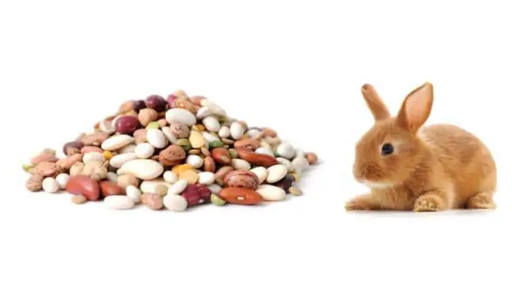 Can Rabbits Eat Beans?