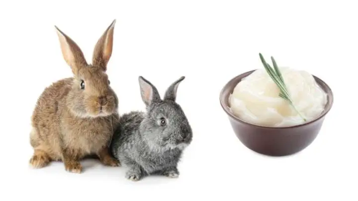 Can Rabbits Eat Beef Fat?
