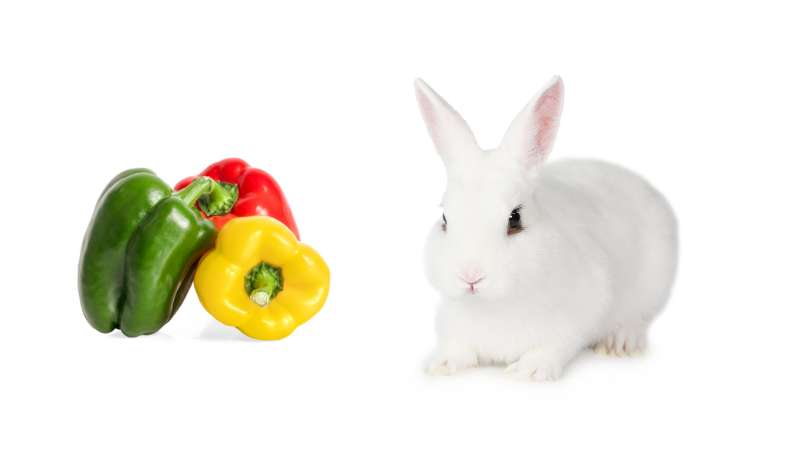 Picture of Can Rabbits Eat Bell Peppers? | Pet Diet Guide