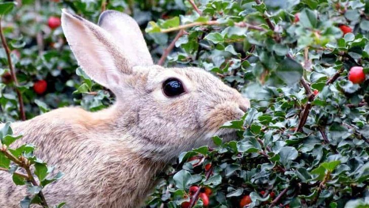 Can Rabbits Eat Berries?