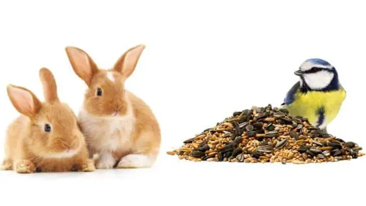 Can Rabbits Eat Bird Food?
