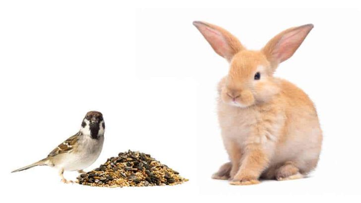 Can Rabbits Eat Bird Seed?