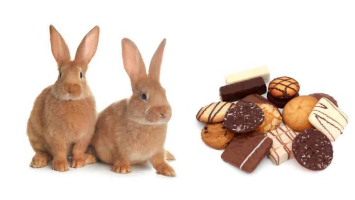 Can Rabbits Eat Biscuits?