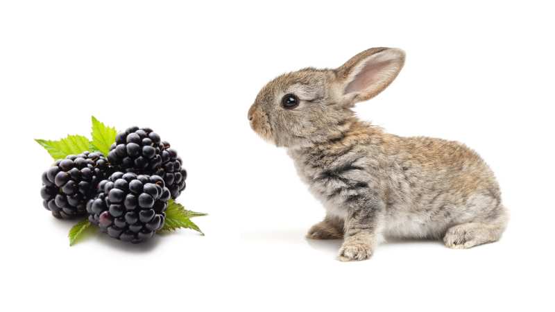 Blackberries for Rabbits