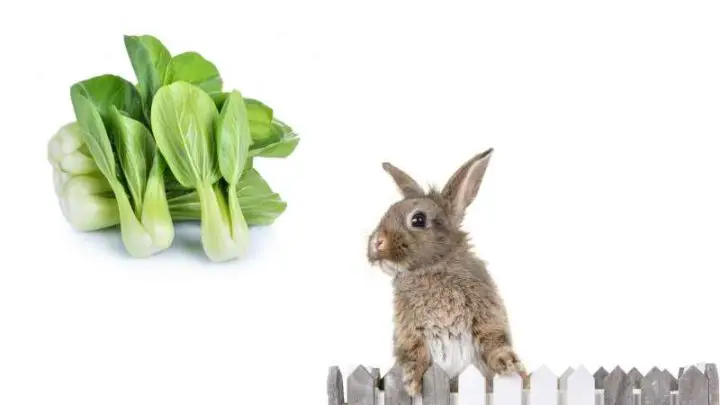 Can Rabbits Eat Bok Choy?