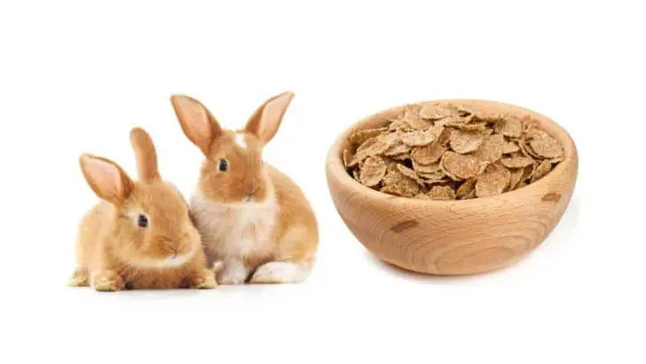 Can Rabbits Eat Bran Flakes?