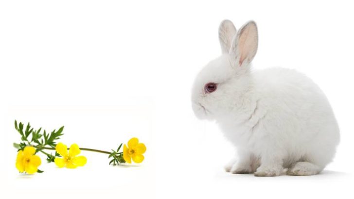 Can Rabbits Eat Buttercups?