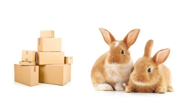 can-rabbits-eat-cardboard-pet-diet-guide