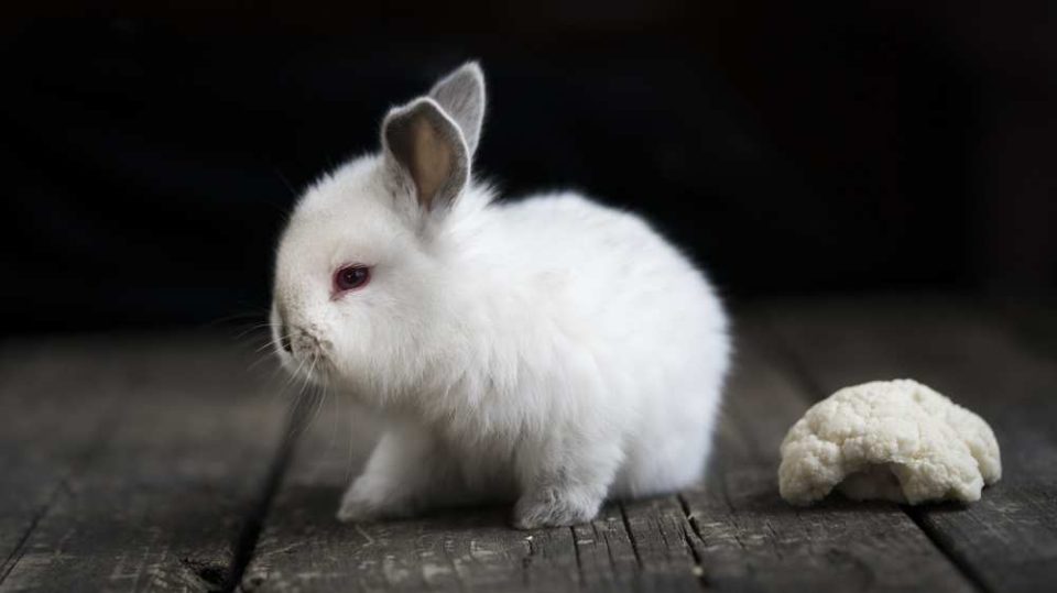 Can Rabbits Eat Cauliflower? Pet Diet Guide