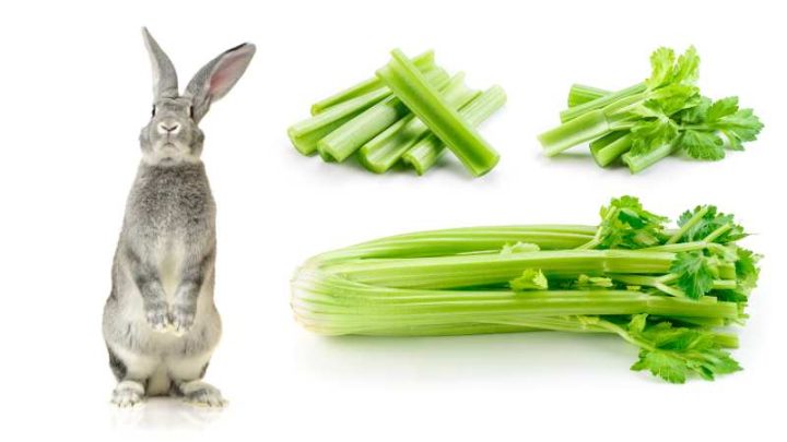 Can Rabbits Eat Celery?