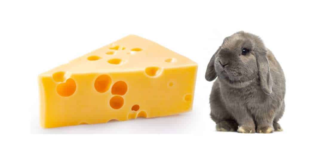Can Rabbits Eat Cheese?